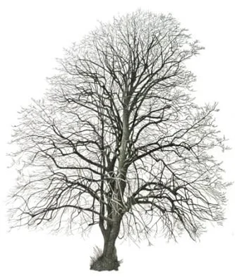 Tree in Westheath Park